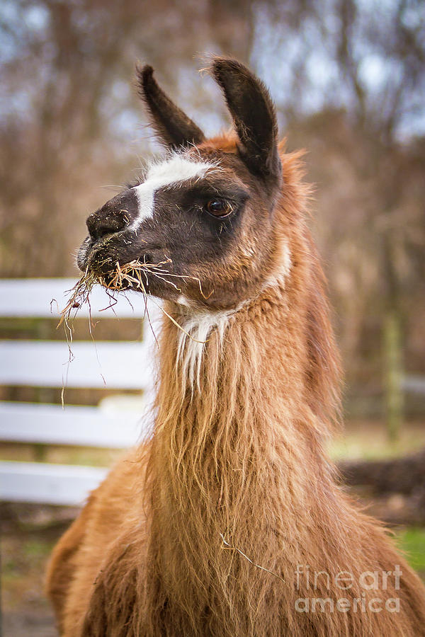 Llama #1 Photograph by Kathy Sherbert