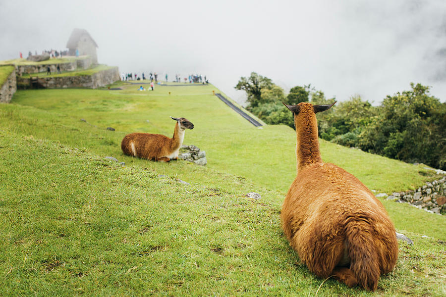 Wildlife Photograph - Llamas Are Sitting Near Machu Picchu In Peru #1 by Cavan Images