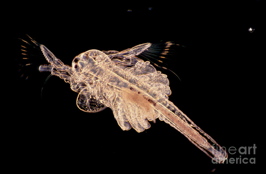 Lm Of Brine Shrimp Artemia Salina #1 by Jan Hinsch/science Photo Library