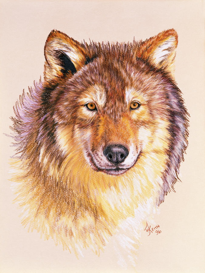 Lobo Painting by Barbara Keith - Fine Art America