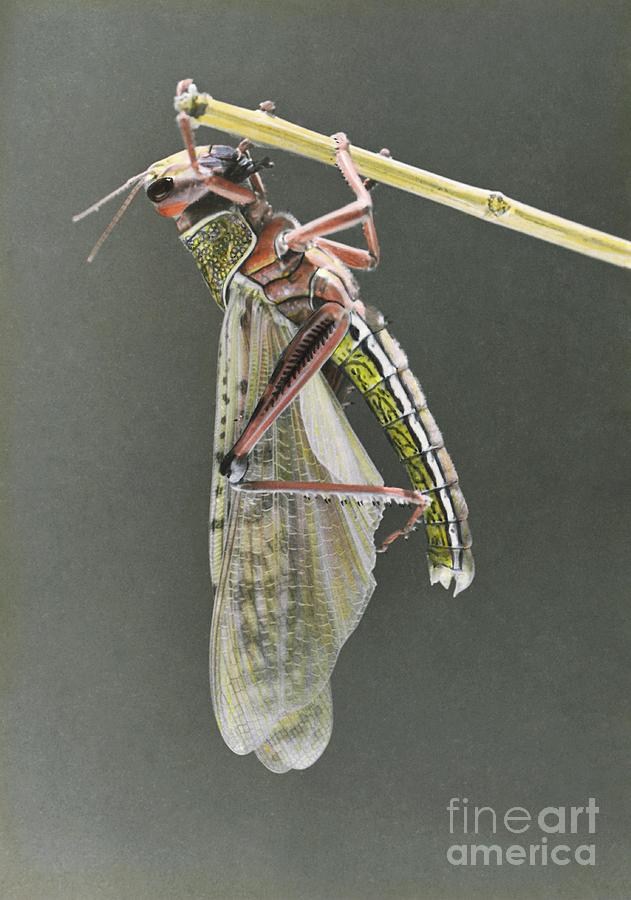 Nature Photograph - Locust From Swarm In Palestine In 1915 #1 by Library Of Congress, American Colony In Jerusalem Collection/science Photo Library