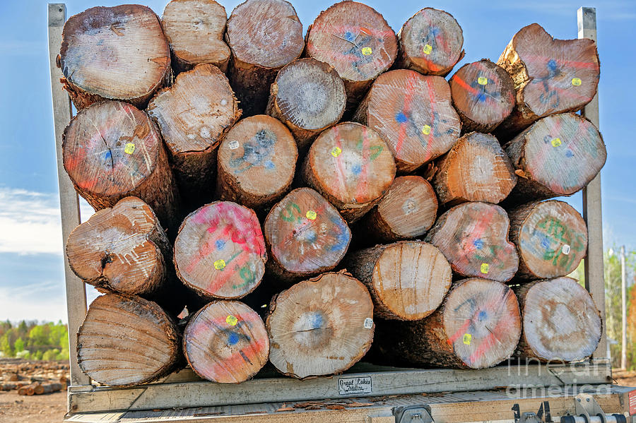Winter Photograph - Log Yard #1 by Jim West/science Photo Library