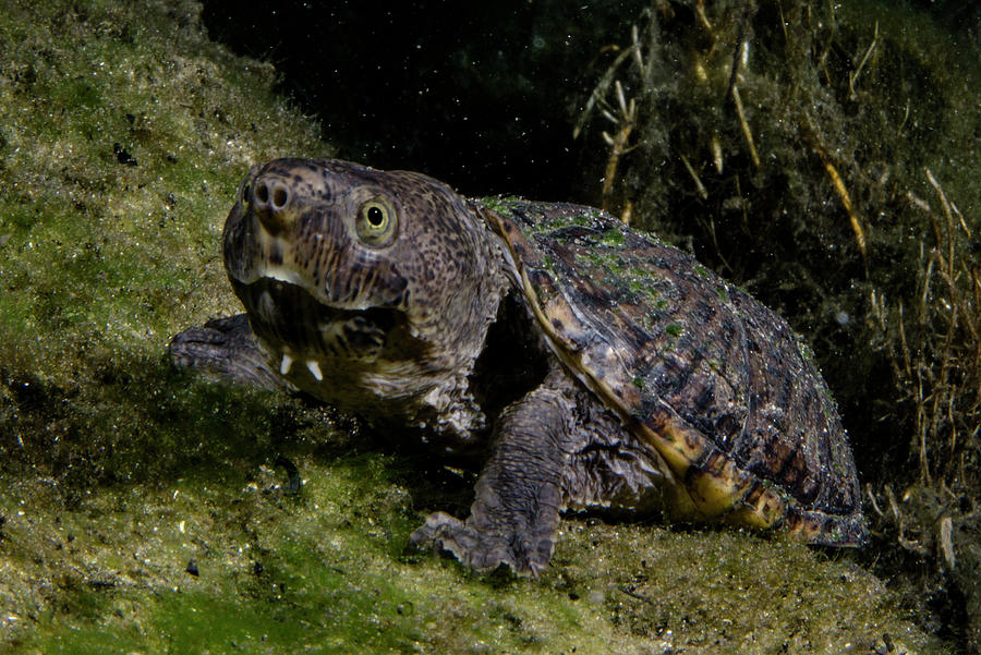 Loggerhead Musk Turtle Sternotherus #1 Photograph by Dante Fenolio - Pixels