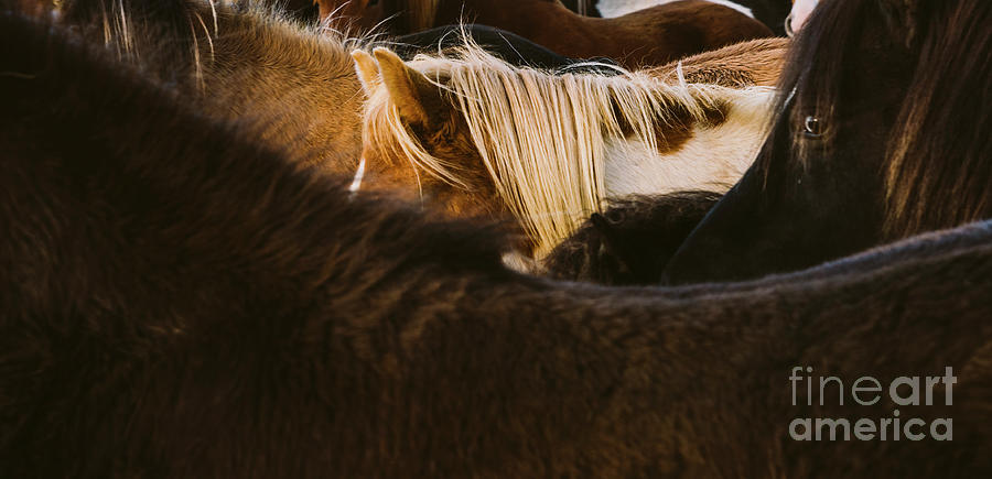 Loins and mane of many Icelandic horses together. #1 Photograph by Joaquin Corbalan