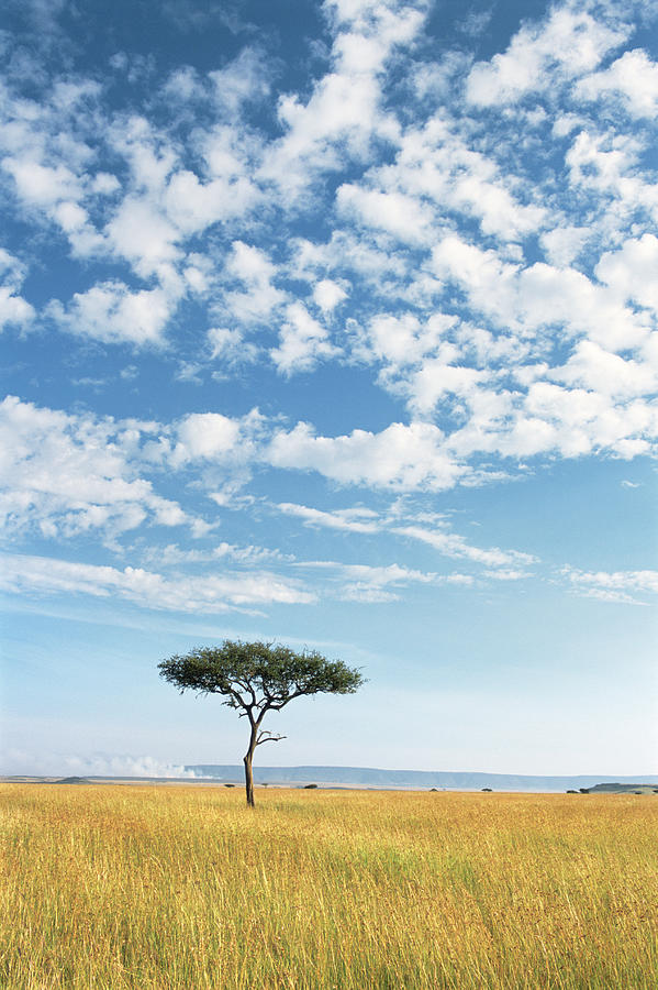 Lone Desert Date Tree #1 Photograph by James Warwick
