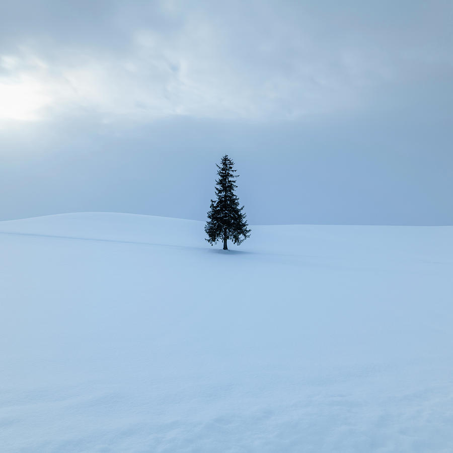 Lone Pine Tree In The Snow, Biei, Hokkaido, Japan Photograph by Cavan ...