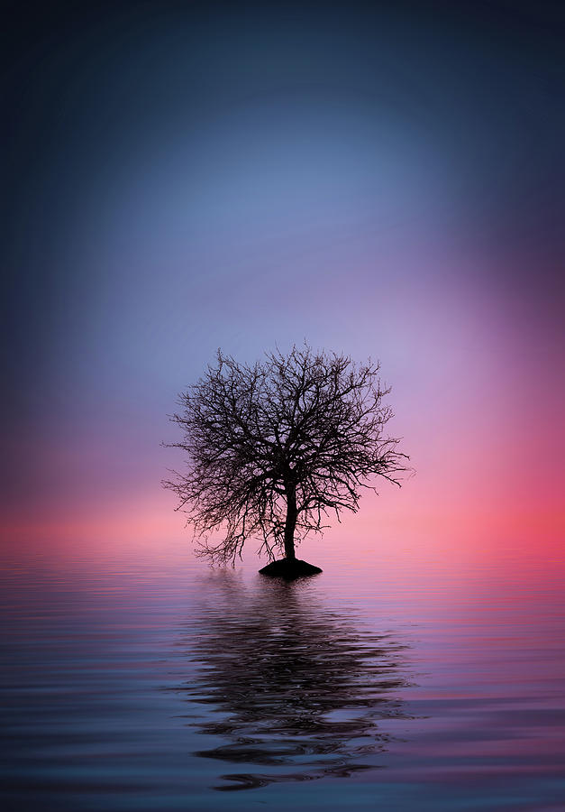 Lone Tree #1 Photograph by Bess Hamiti
