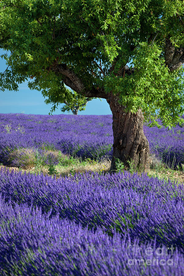 Lone Tree In Lavender Photograph