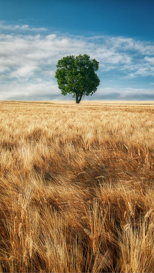 Tree Photograph - Lone Tree In Wheat Field #1 by Michael Blanchette Photography