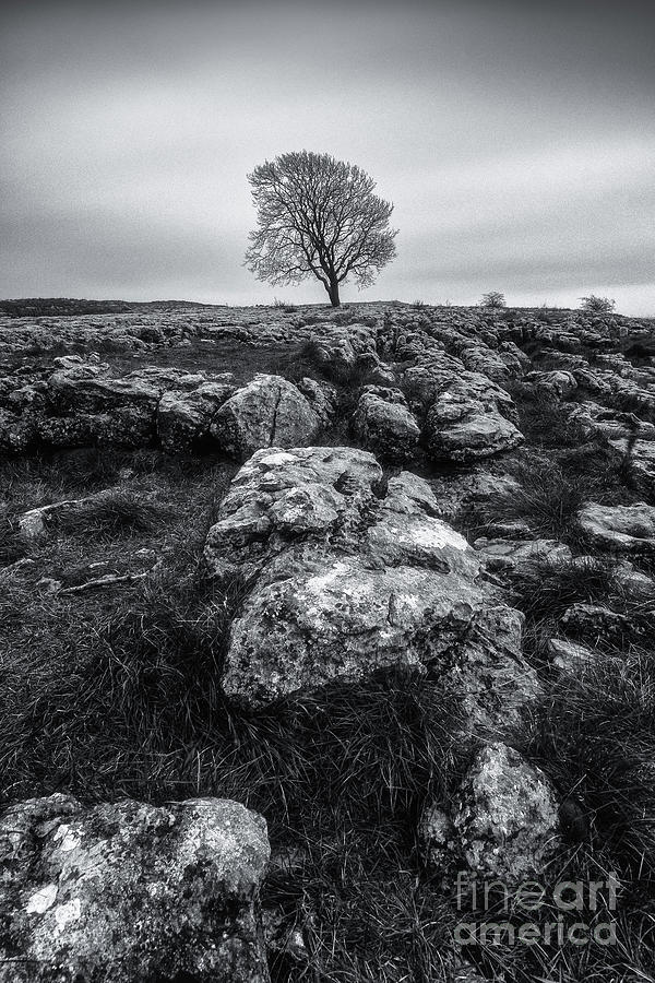 Lonely tree in Malham #1 Photograph by Mariusz Talarek