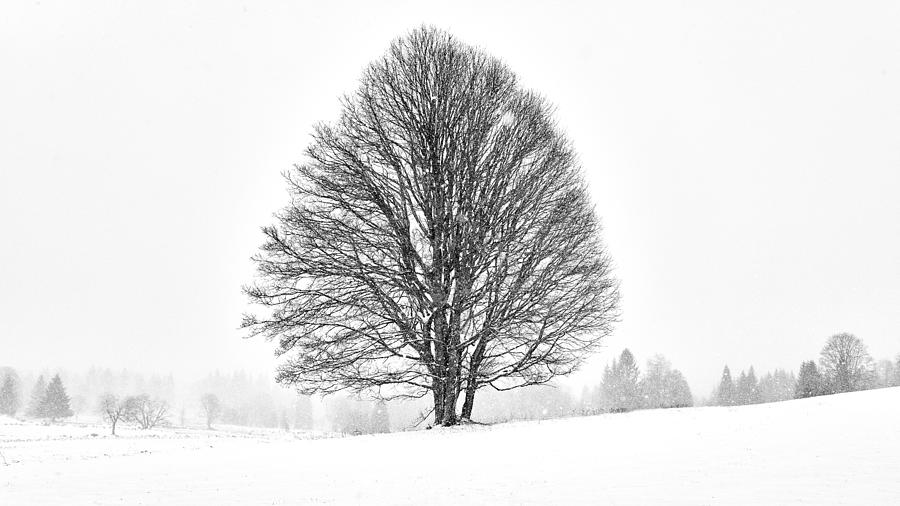 Lonely Tree #1 Photograph by Martin Froyda