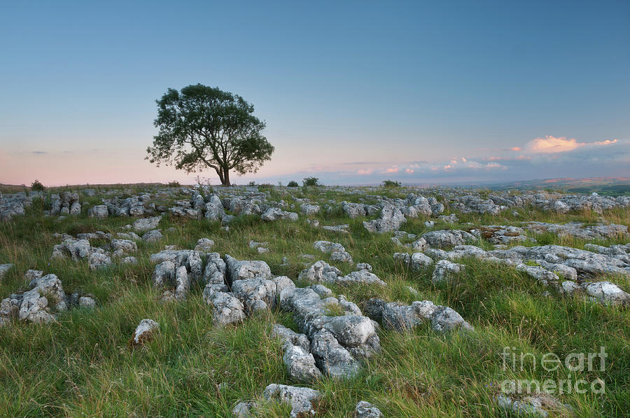 Nature Photograph - Lonely Tree on the Limestone Pavement #1 by Mariusz Talarek