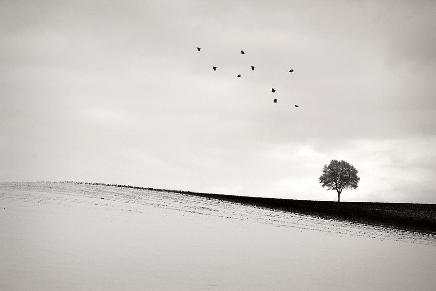 Lonesome #1 Photograph by Lena Weisbek - Fine Art America