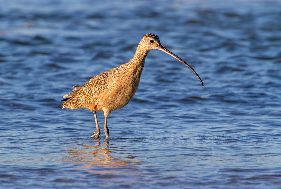 Long-billed Curlew Wading #1 Photograph by Ivan Kuzmin