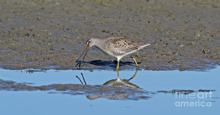 Long-billed Dowitcher Photograph - Long-billed Dowitcher by Gary Wing Long-billed Dowitcher Photograph - Long-billed Dowitcher by Gary Wing