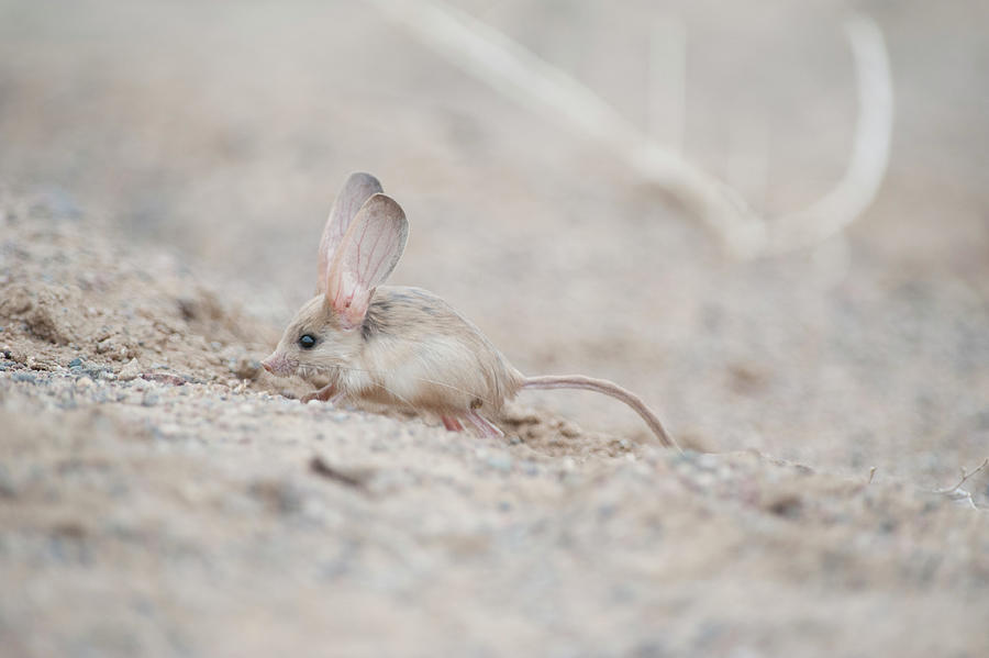 Long-eared Jerboa South Gobi Desert, Mongolia. June. Did #1 Photograph ...