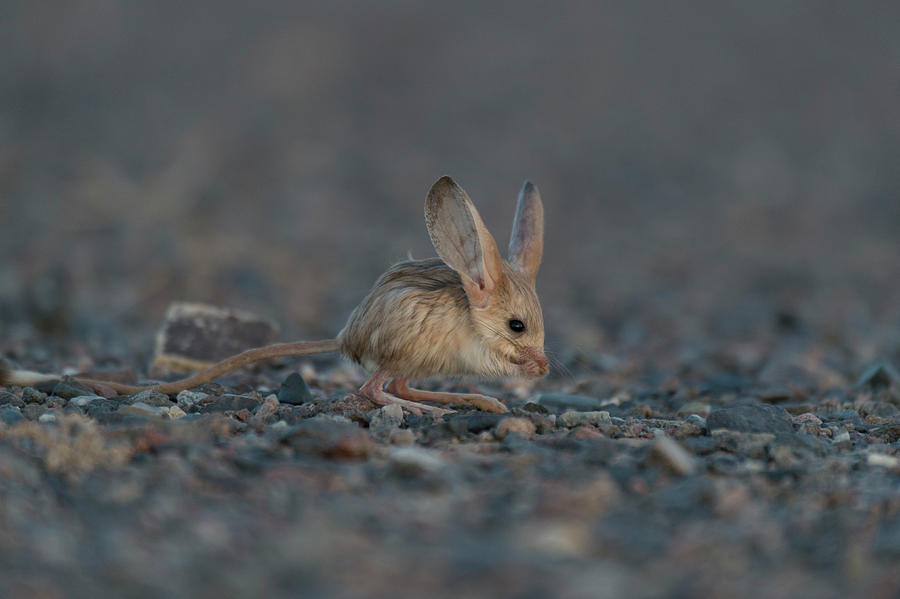 Long-eared Jerboa South Gobi Desert, Mongolia. #1 Photograph by Valeriy ...