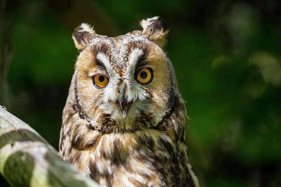 Long-eared Owl, Asio Otus, Bavarian Forest National Park, Bavaria, Germany, Europe #1 Photograph by Konrad Wothe