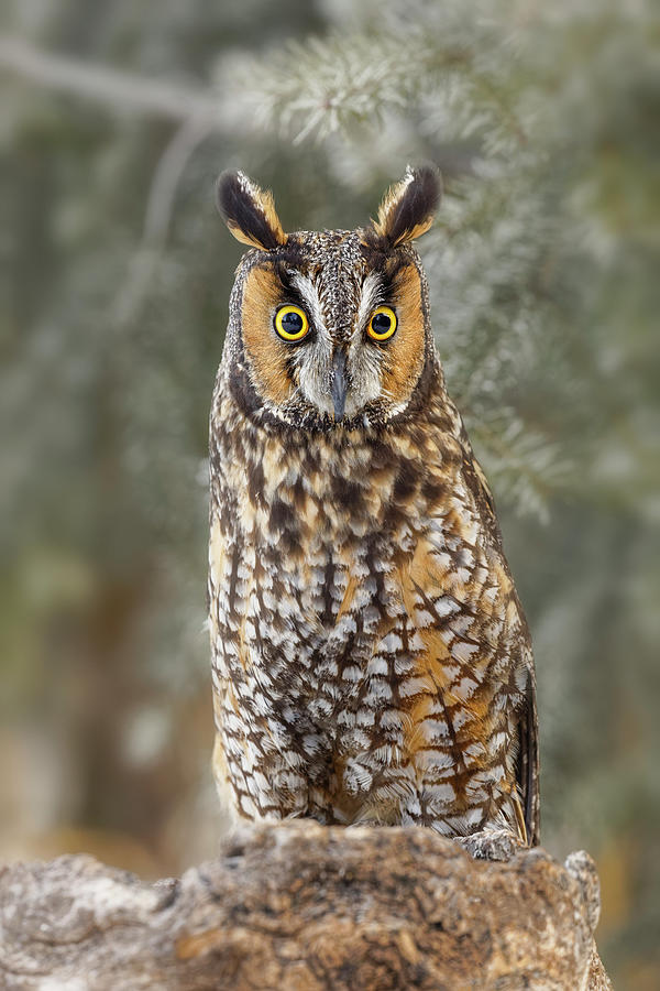 Long-eared Owl, Asio Otus, Controlled Photograph by Adam Jones - Fine ...