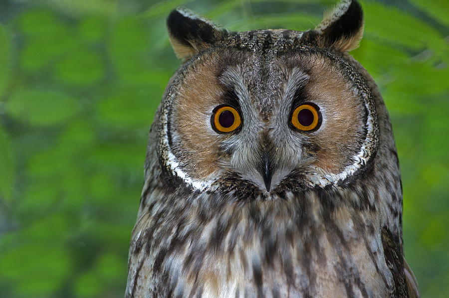 Long-eared Owl #1 Digital Art by Robert Maier