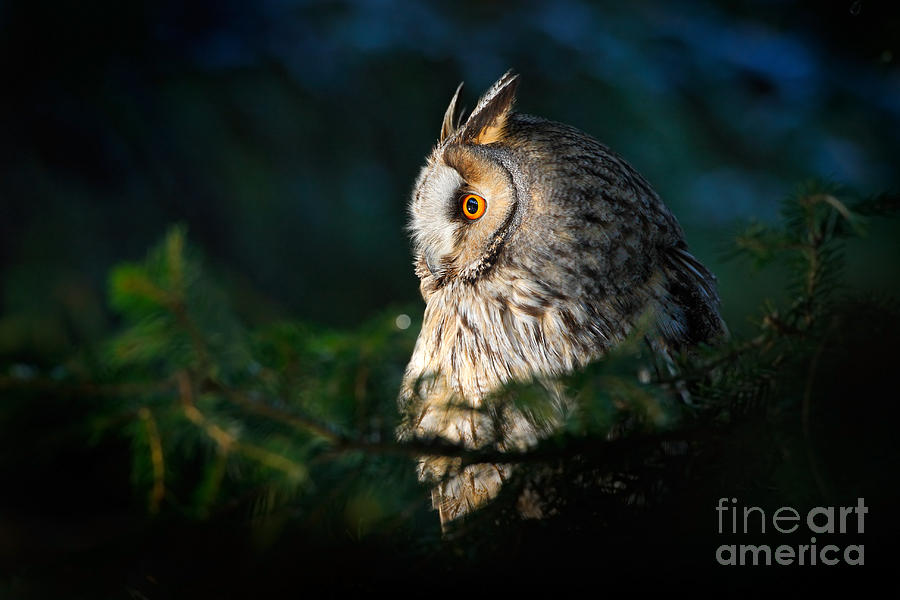 Big Photograph - Long-eared Owl Sitting On The Branch In by Ondrej Prosicky Big Photograph - Long-eared Owl Sitting On The Branch In by Ondrej Prosicky