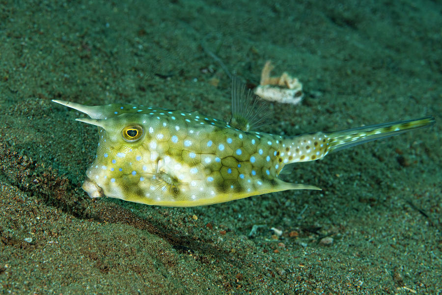 Long Horn Cowfish #1 Photograph by Andrew Martinez