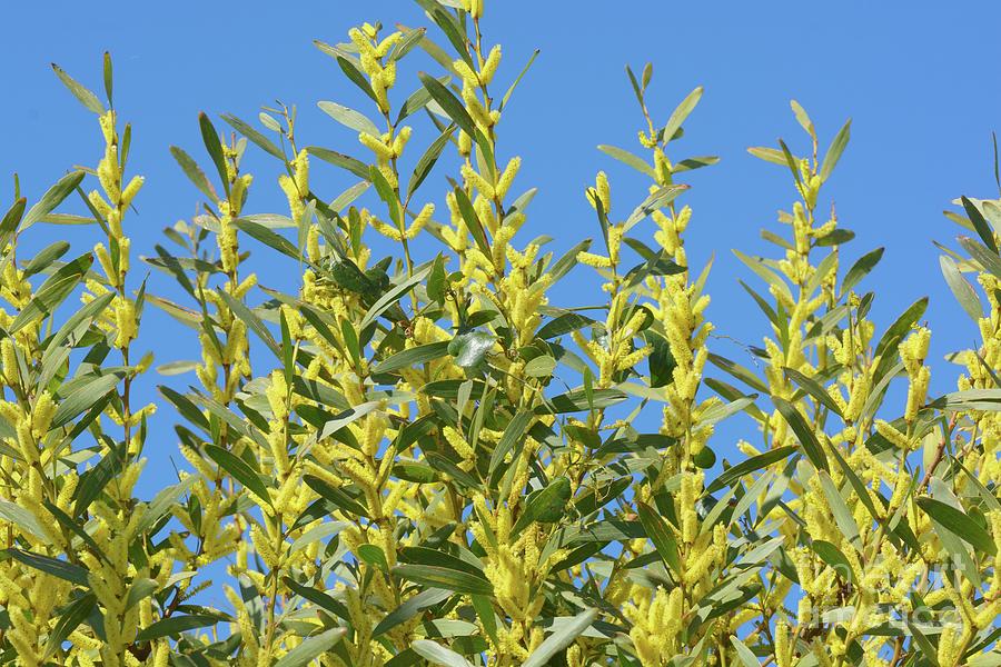 Long Leaved Wattle Plant Photograph by Bruno Petriglia/science Photo ...