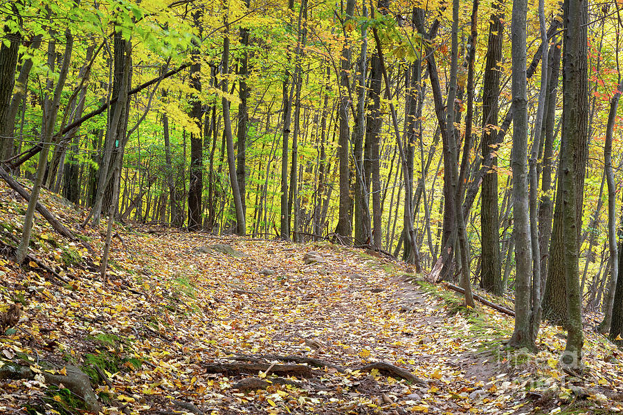 Long Path in Autumn Colors Photograph by Mike Cavaroc - Fine Art America