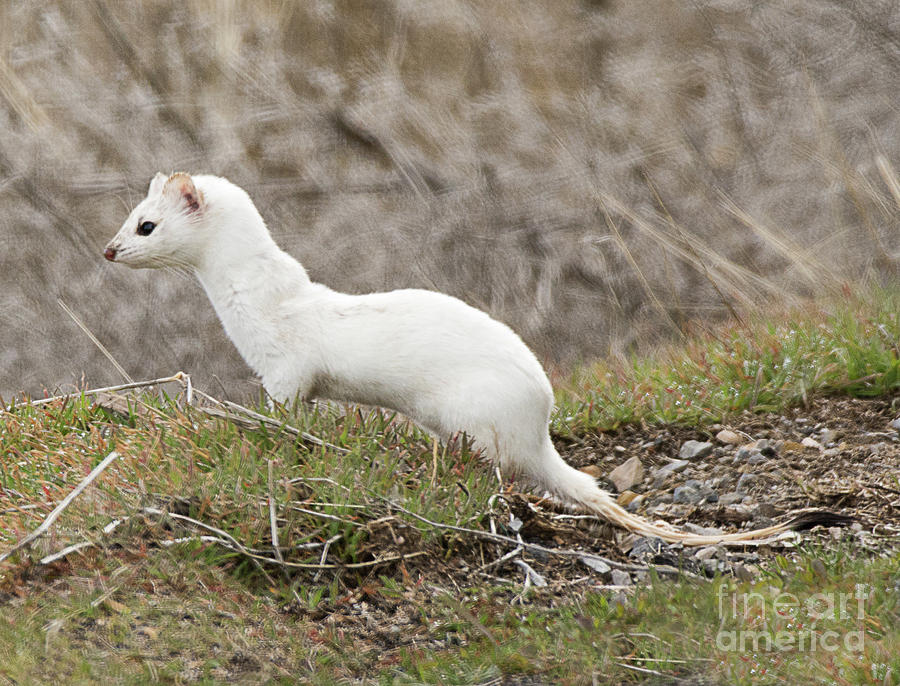 Long Tailed Weasel #1 Photograph by Dennis Hammer