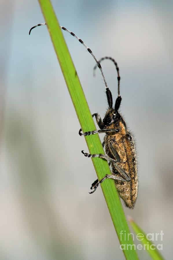 Longhorn Beetle Photograph by Dr. John Brackenbury/science Photo ...