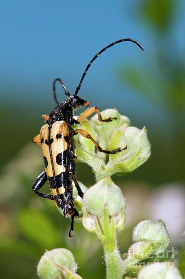 Longhorn Beetle On A Flower Photograph By Dr John Brackenbury Science   1 Longhorn Beetle On A Flower Dr John Brackenburyscience Photo Library 