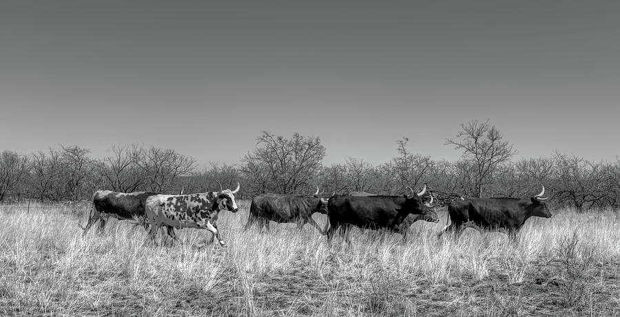 Cow Photograph - Longhorn Cattle - Texas #1 by Mountain Dreams