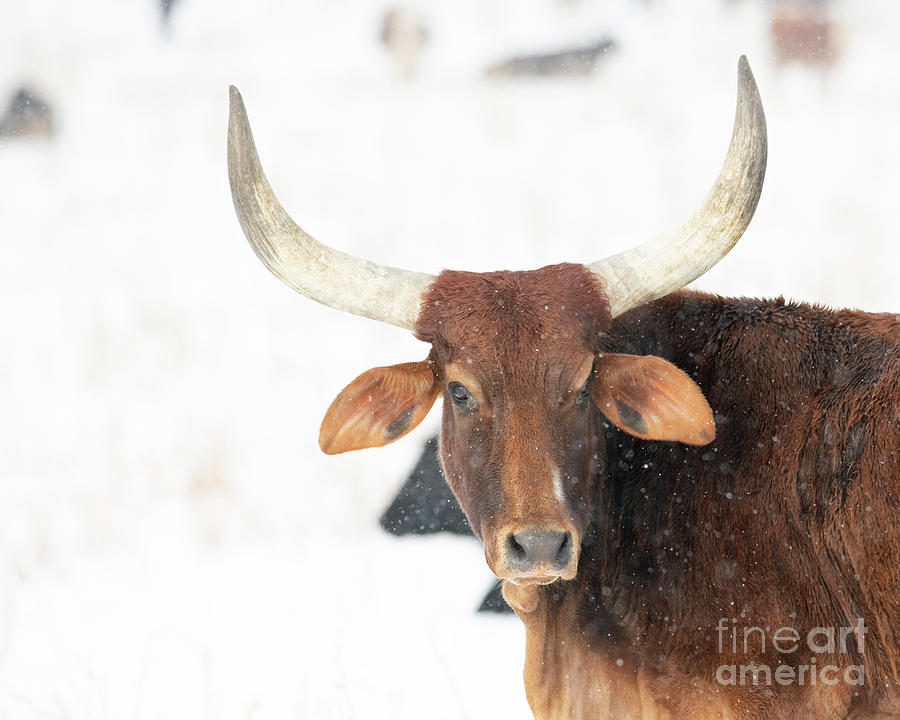 Winter Photograph - Longhorn Stare #1 by Michael Dawson