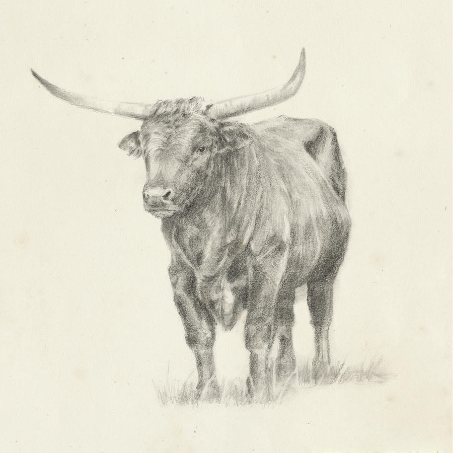 Animal Painting - Longhorn Steer Sketch I #1 by Ethan Harper