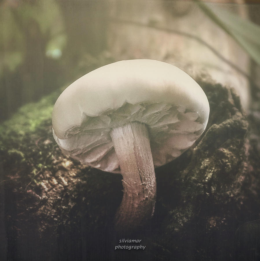 Nature Digital Art - Look at the mushroom #1 by Silvia Marcoschamer