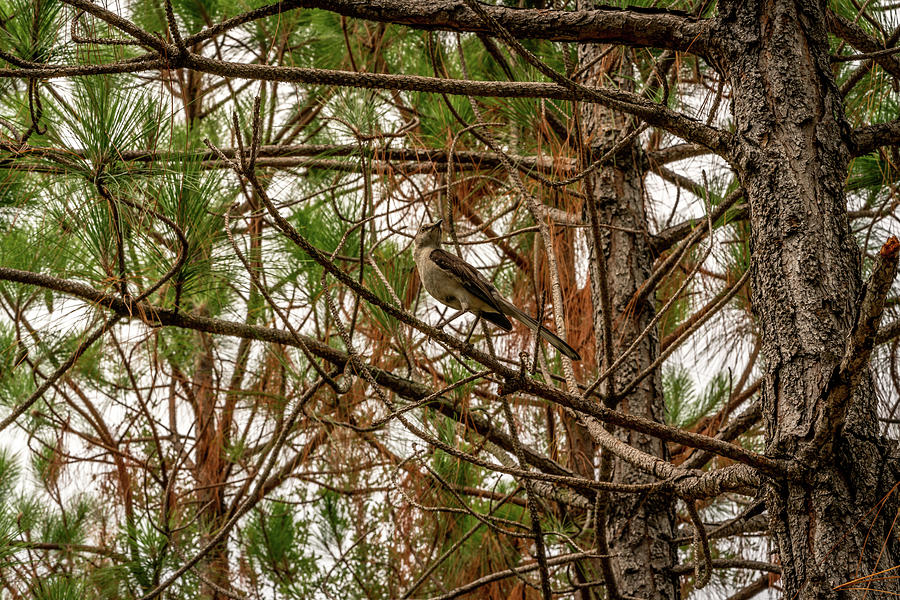 Animals Photograph - Looking by Ric Schafer Animals Photograph - Looking by Ric Schafer