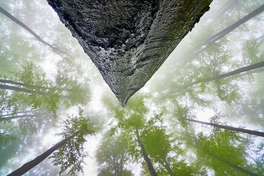 Tree Photograph - Looking Up #1 by Tom Pavlasek
