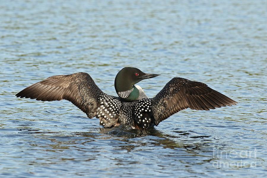 Loon Breach  #1 Photograph by Heather King