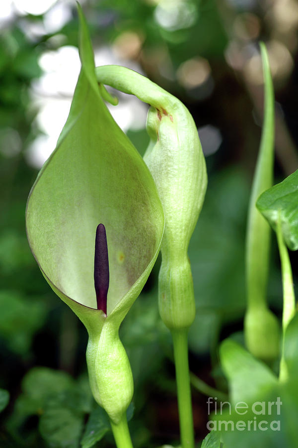 Spring Photograph - Lords And Ladies (arum Maculatum) #1 by Dr Keith Wheeler/science Photo Library