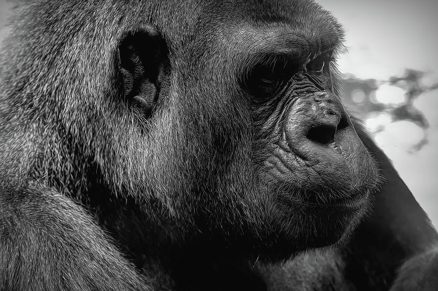 Lost In Thought by PAUL COCO Lost In Thought by PAUL COCO
