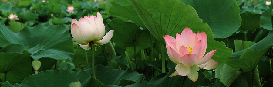 Lotus Blooming In A Pond Photograph by Panoramic Images - Fine Art America