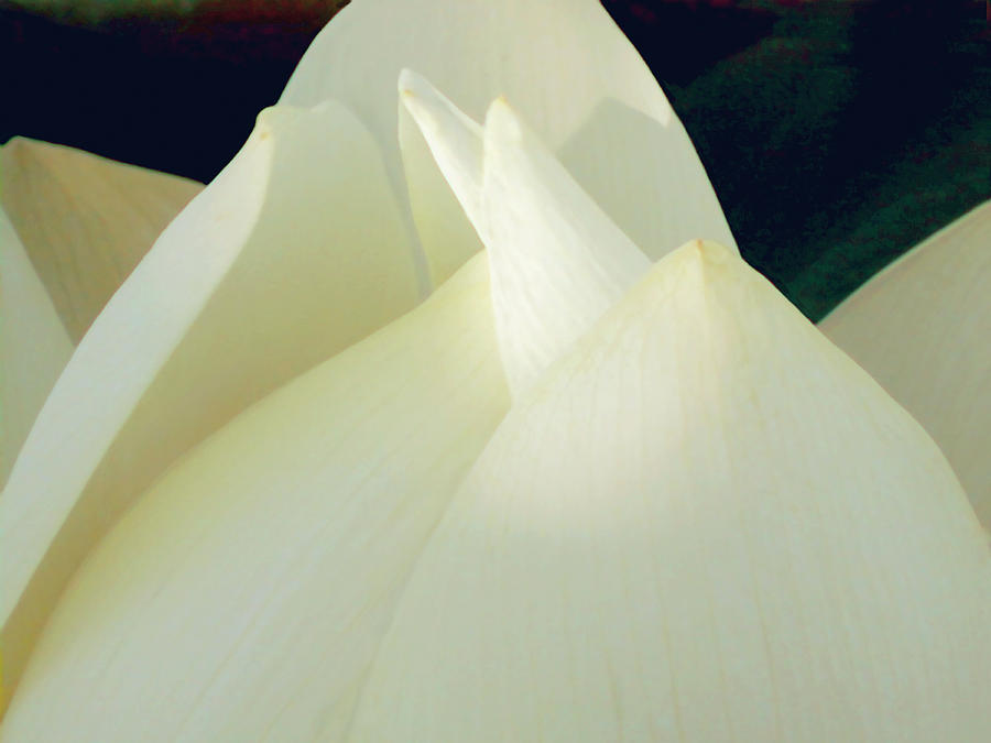 Lotus Detail IIi #1 Photograph by Jim Christensen