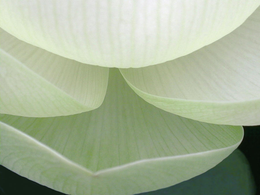Lotus Detail V #1 Photograph by Jim Christensen
