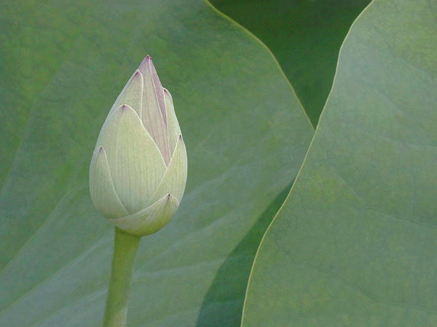 Lotus Detail Vii #1 Photograph by Jim Christensen