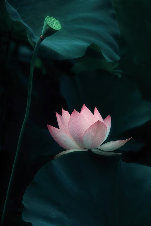 Lotus Flower #1 Photograph by Catherine W.