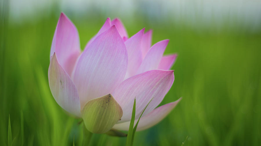 Lotus Flower Nelumbo Nucifera Photograph By Max Seigal Pixels 8710