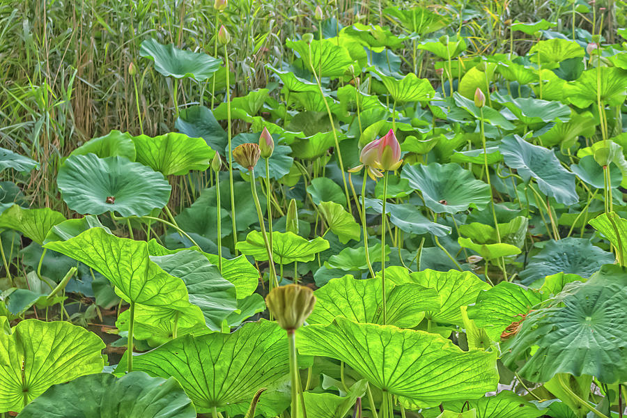 Lotus green area pond #1 Photograph by Vivida Photo PC