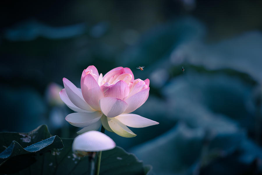 Summer Photograph - Lotus #1 by Ivy Deng
