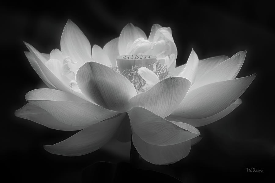 Lotus Lantern #1 Photograph by Pat Watson
