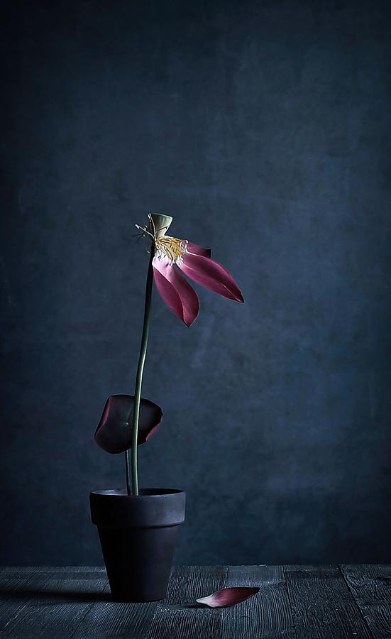 Flower Photograph - Lotus Rhyme #1 by Fangping Zhou